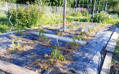 Oekotom 2025: Neustart nach Spätfrost in Kranichfeld