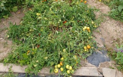 Tomatenanbau für Faule