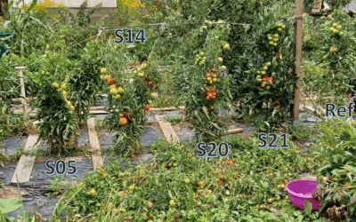 OekoTom 2025 – Unsere Ergebnisse